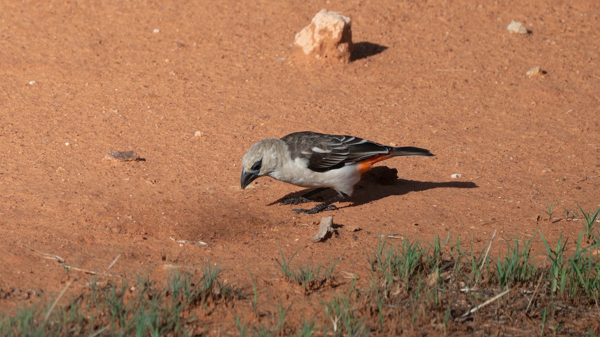 White-headed Buffalo-Weaver - ML637635520