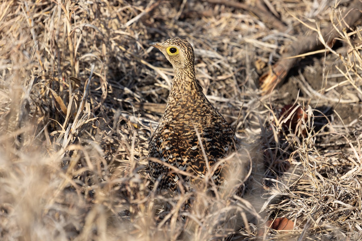 Double-banded Sandgrouse - ML637635534