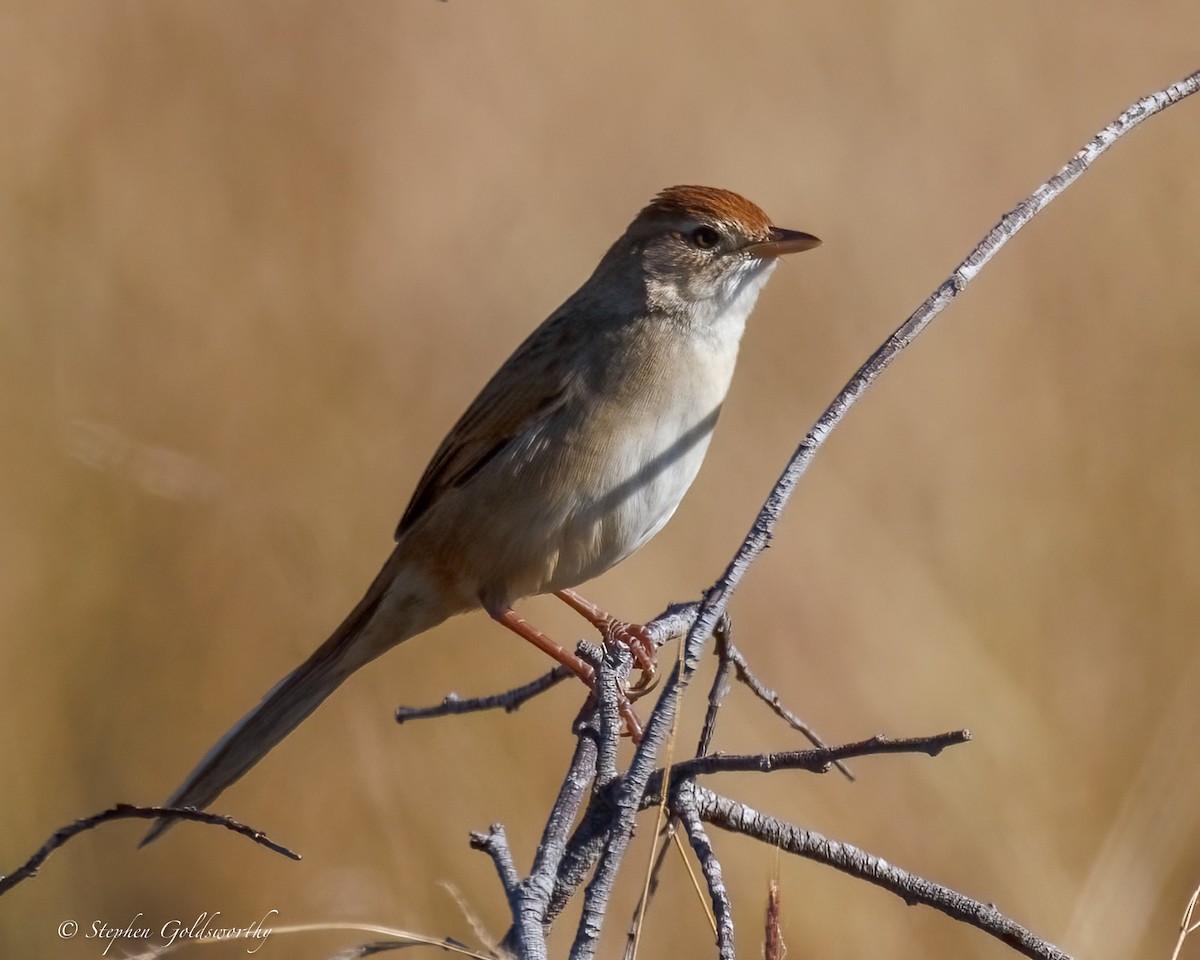 Tawny Grassbird - ML637635562