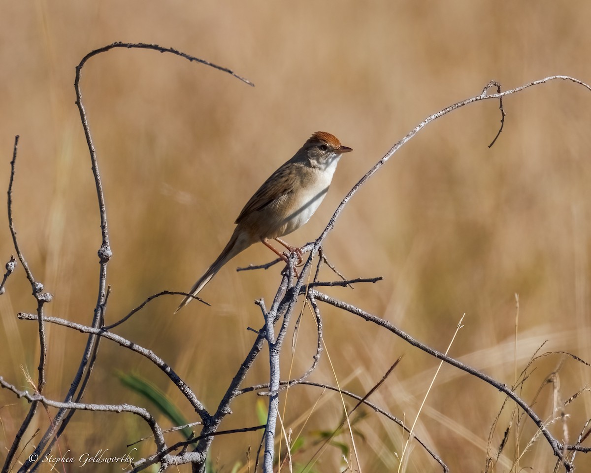 Tawny Grassbird - ML637635563