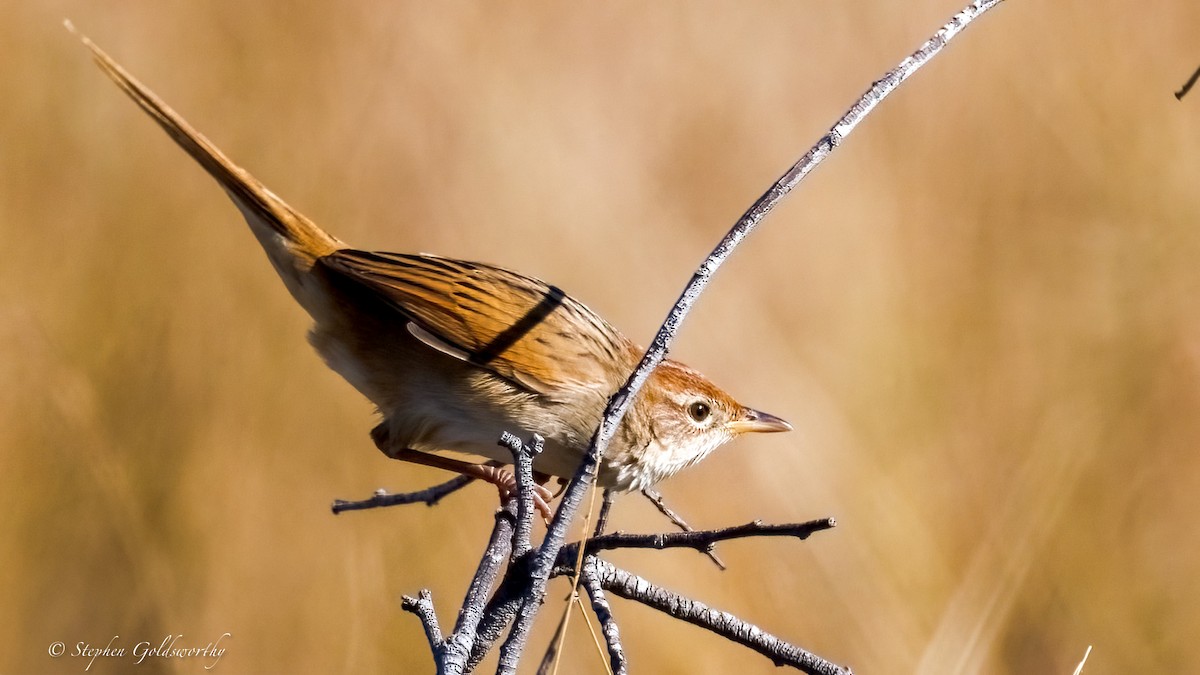 Tawny Grassbird - ML637635564