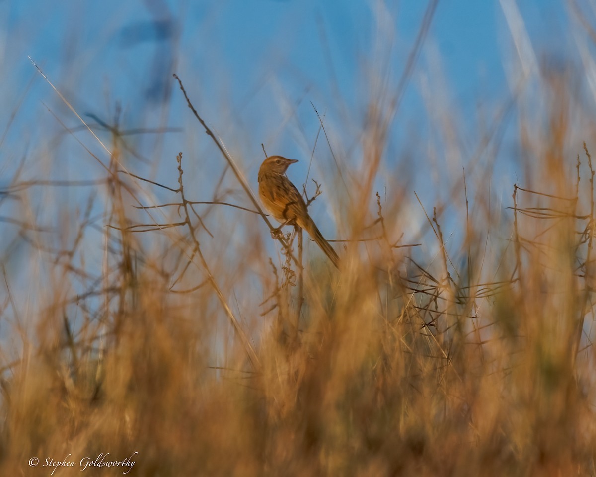 Tawny Grassbird - ML637635565