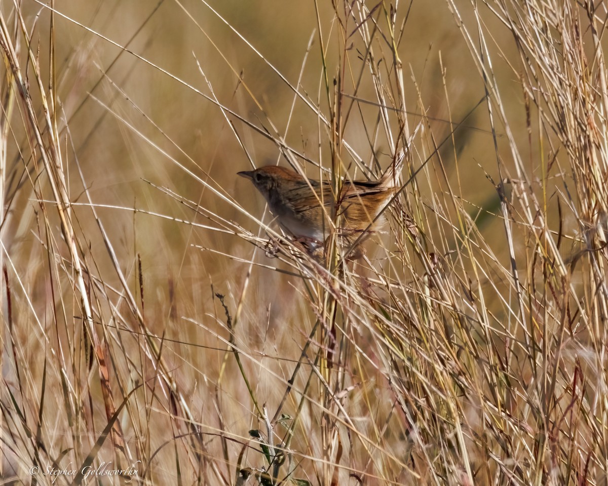 Tawny Grassbird - ML637635566