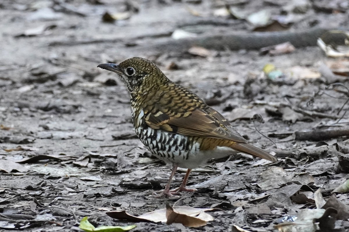 Russet-tailed Thrush - ML637635624