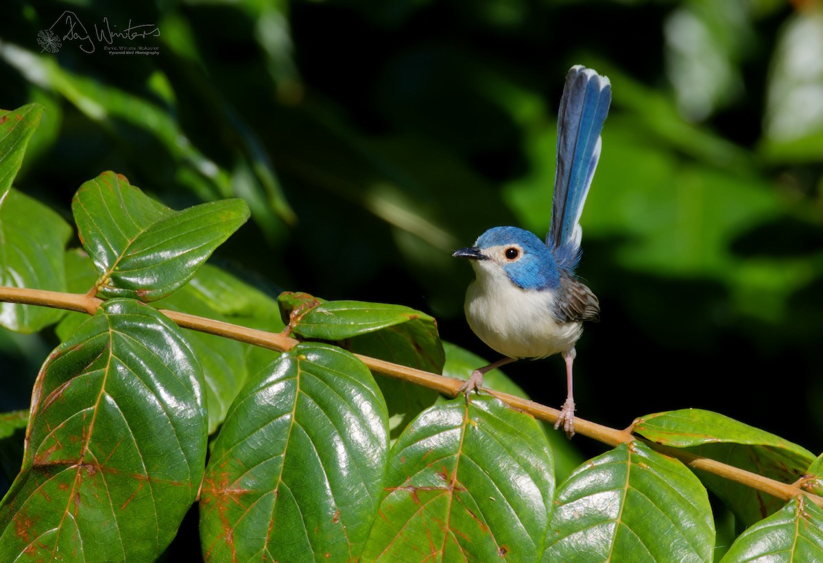 Lovely Fairywren - ML637635677
