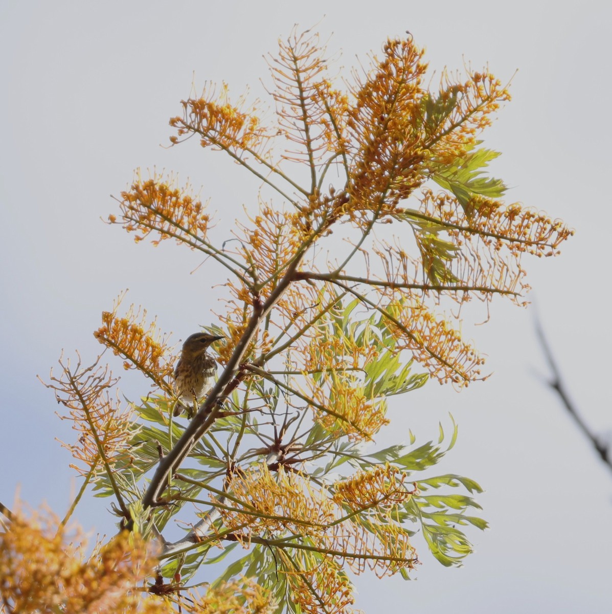 Cape May Warbler - ML637635687