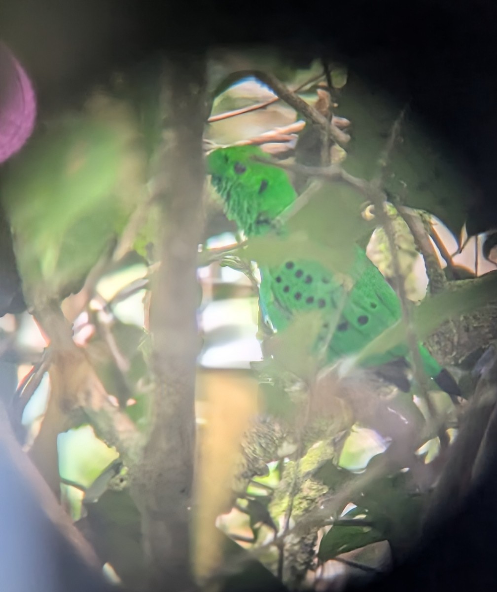 Hose's Broadbill - ML637635757
