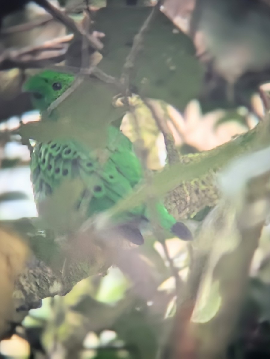 Hose's Broadbill - ML637635759