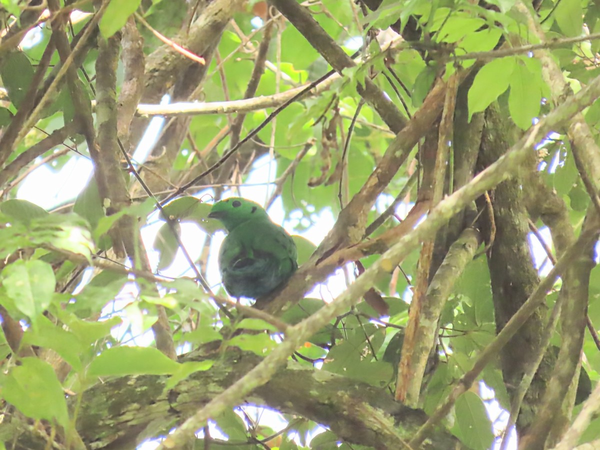 Hose's Broadbill - ML637635760