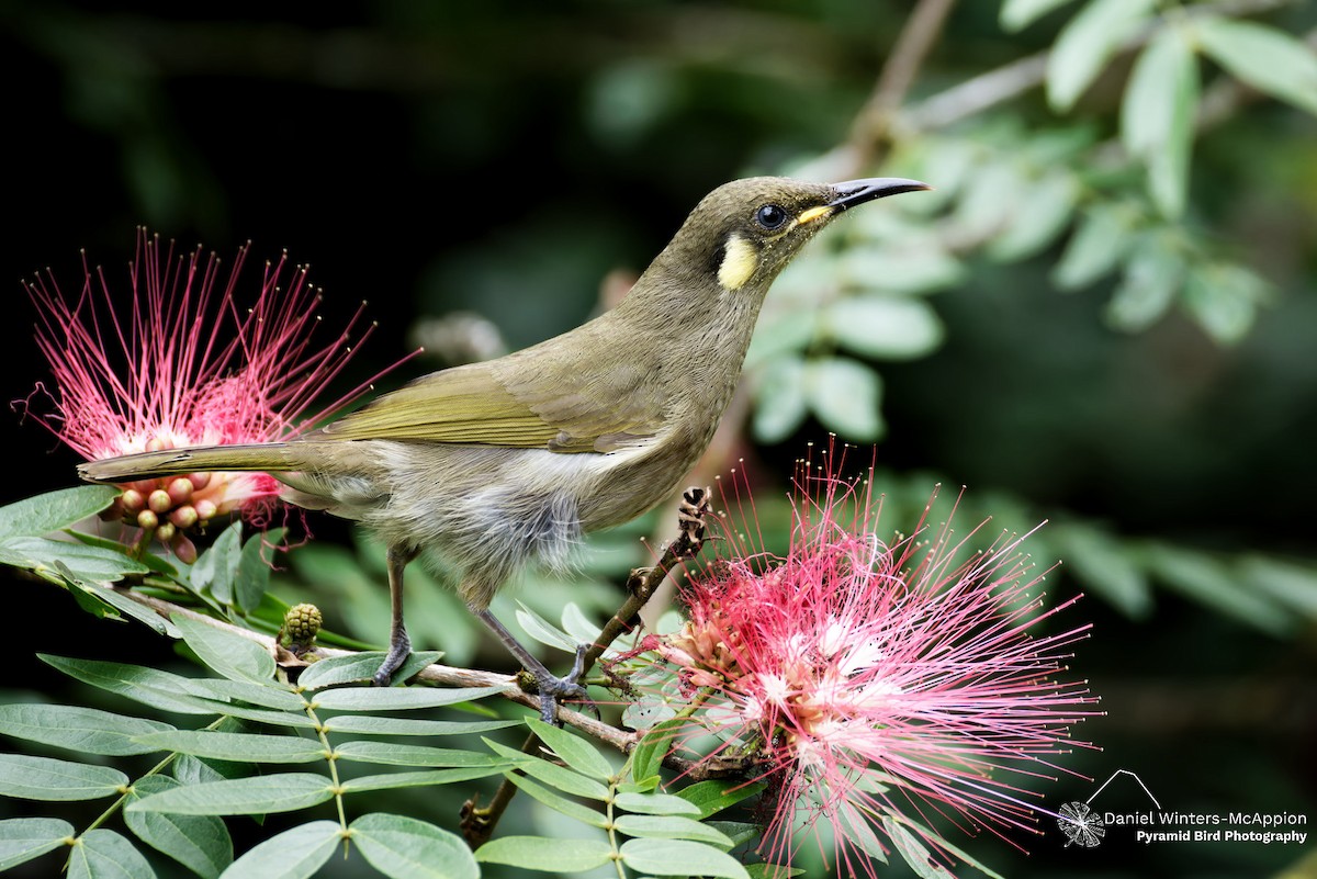 Cryptic Honeyeater - ML637635764