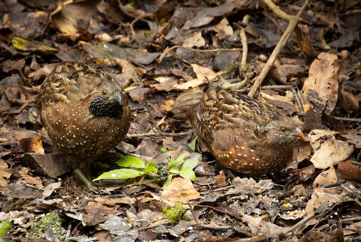 Spotted Wood-Quail - ML637635785