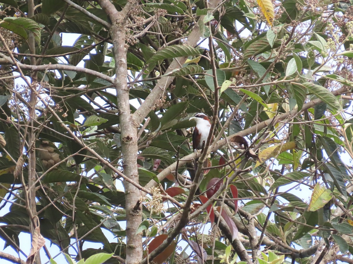 Sunda Scimitar-Babbler - ML637635789