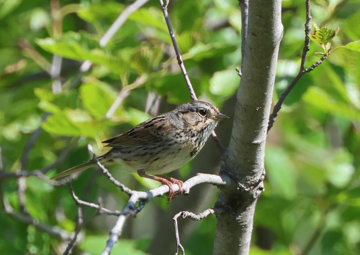 Lincoln's Sparrow - ML637635790