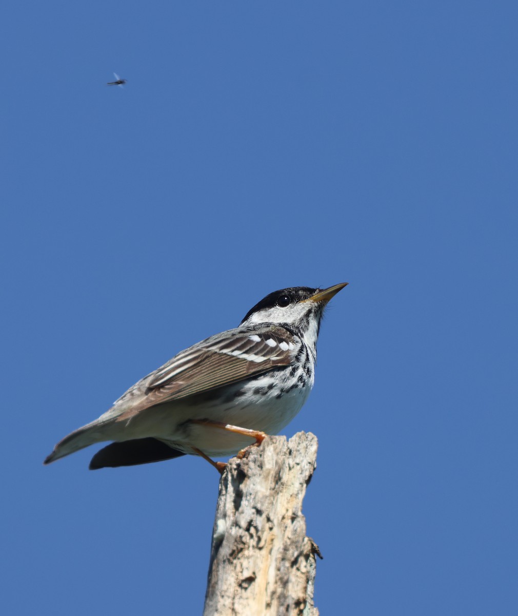 Blackpoll Warbler - ML637635791