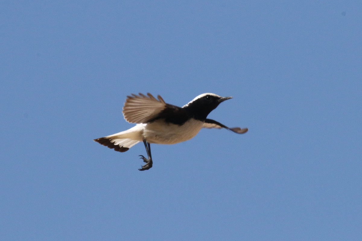 Finsch's Wheatear - ML637635806