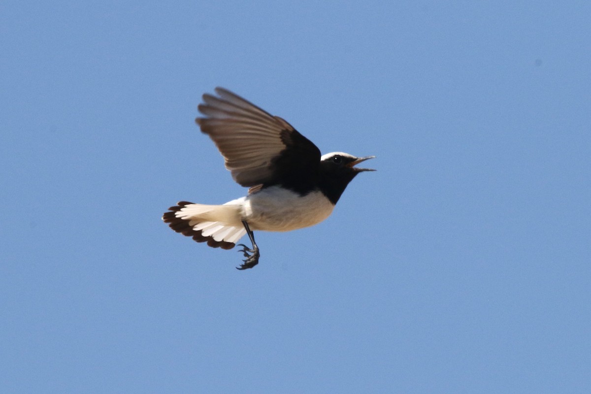 Finsch's Wheatear - ML637635807