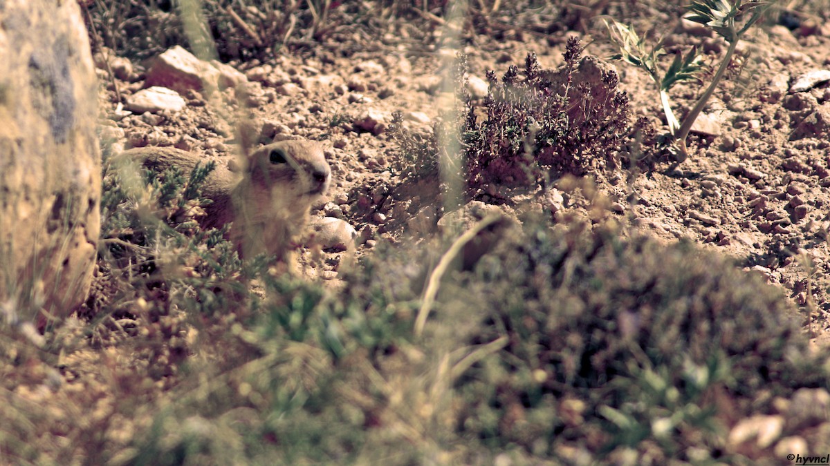 Asia Minor Ground Squirrel - ML637635822