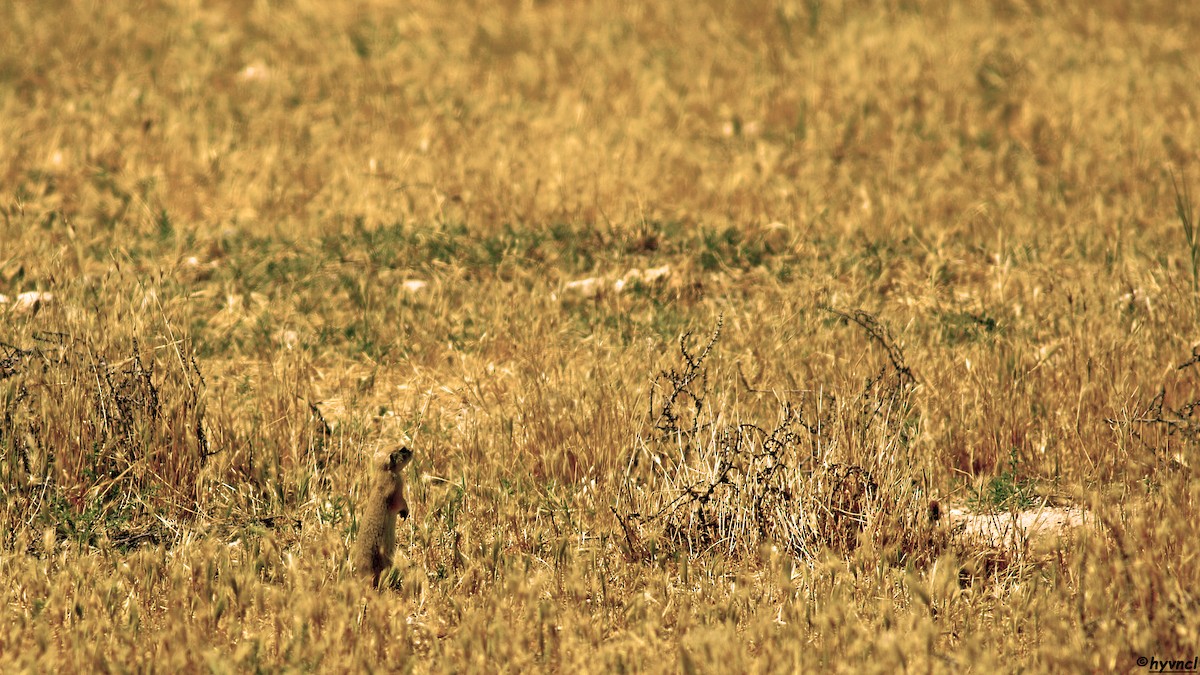 Asia Minor Ground Squirrel - ML637635823