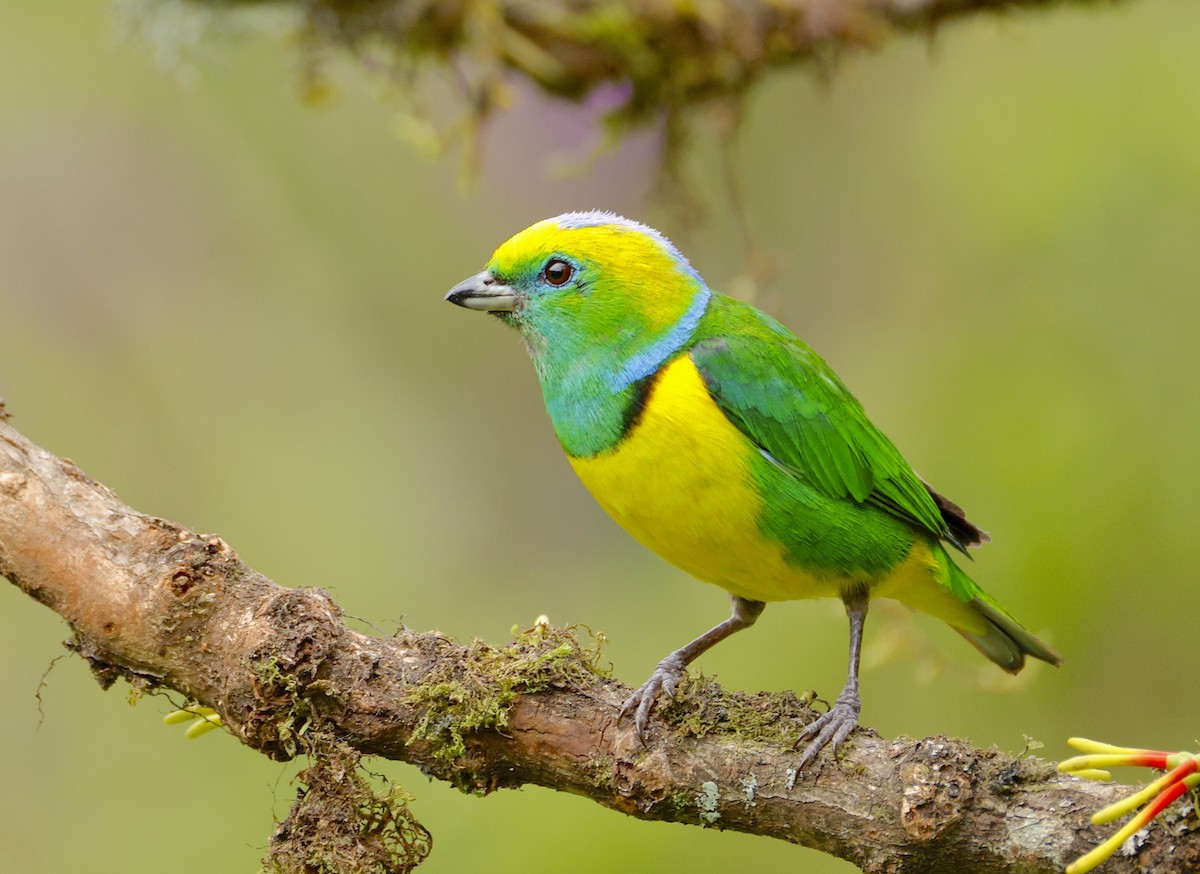 Golden-browed Chlorophonia - ML637635827