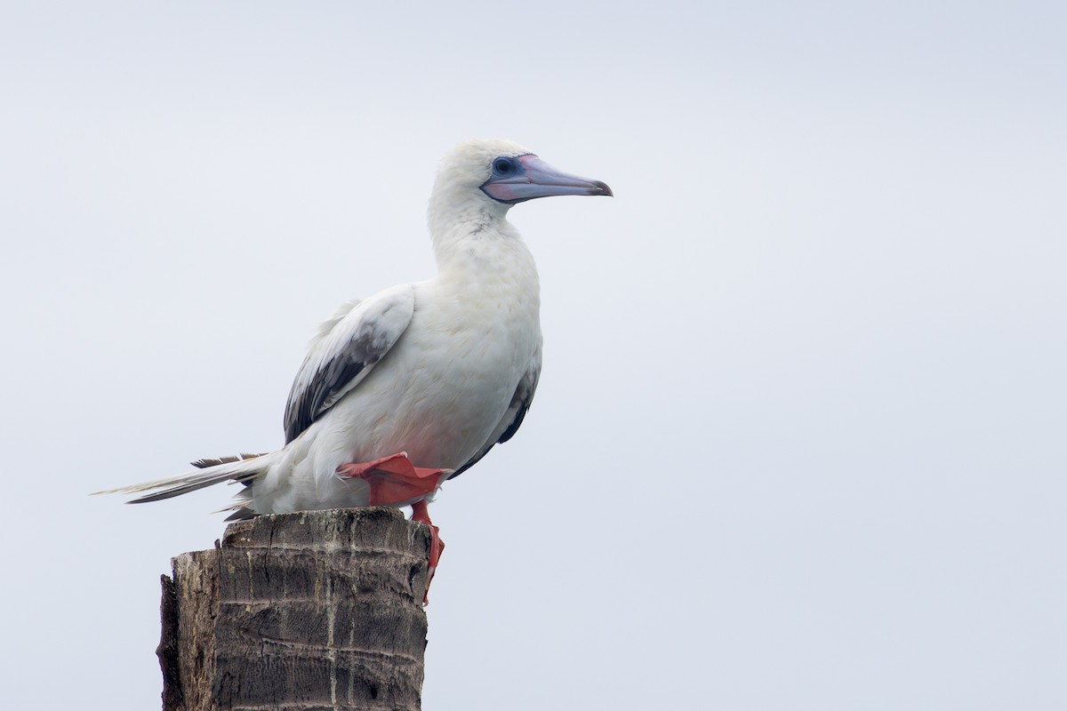 Red-footed Booby - ML637635843