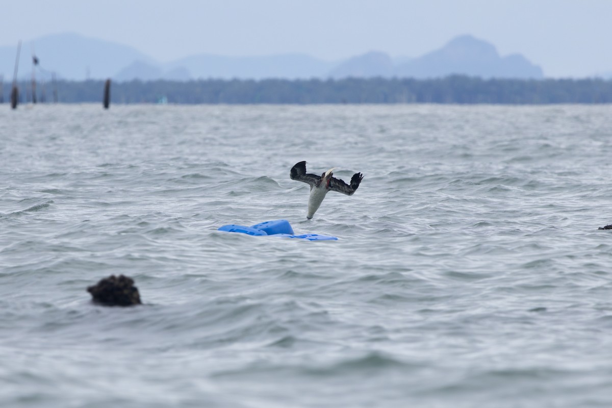 Red-footed Booby - ML637635844