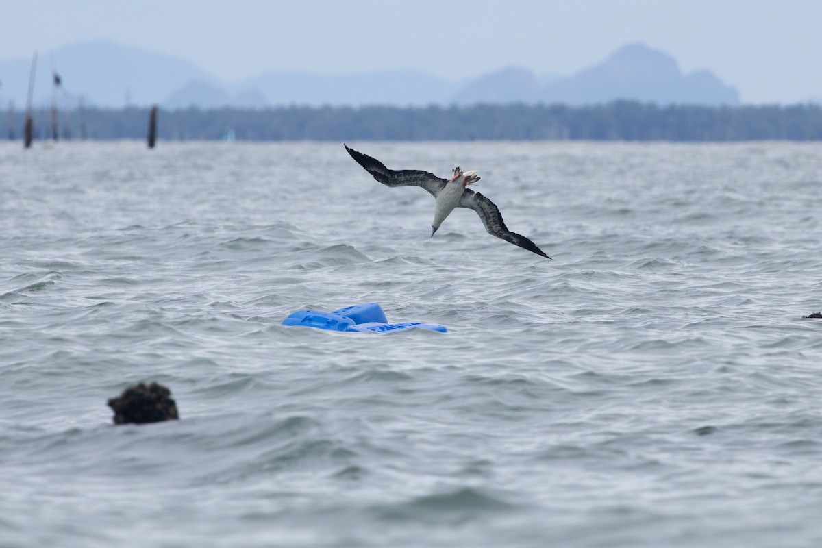 Red-footed Booby - ML637635845