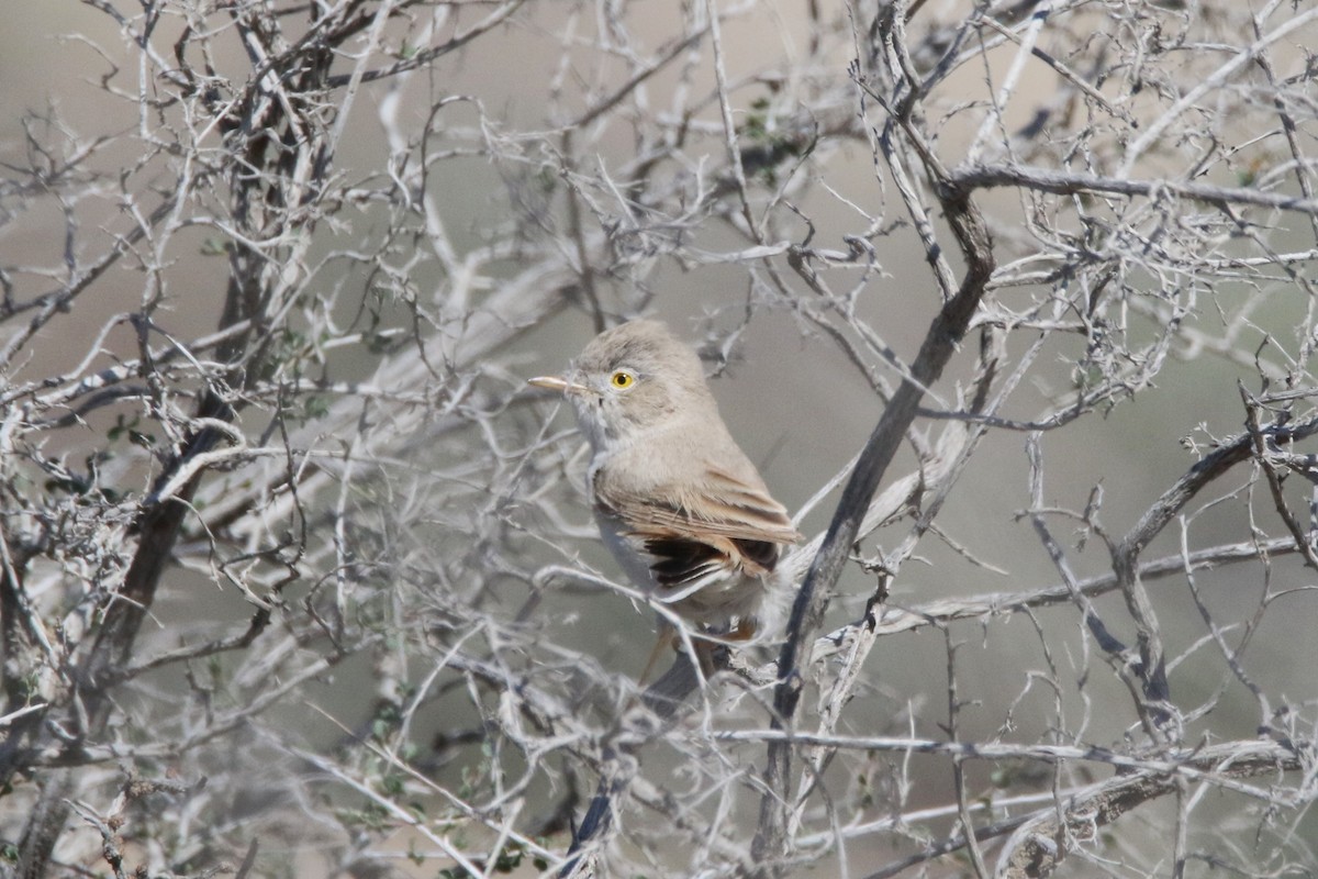 Asian Desert Warbler - ML637635850