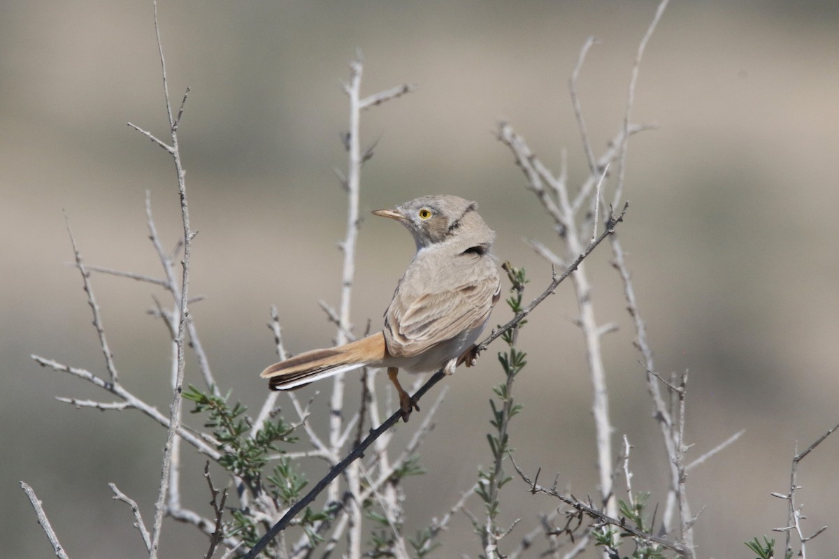 Asian Desert Warbler - ML637635851