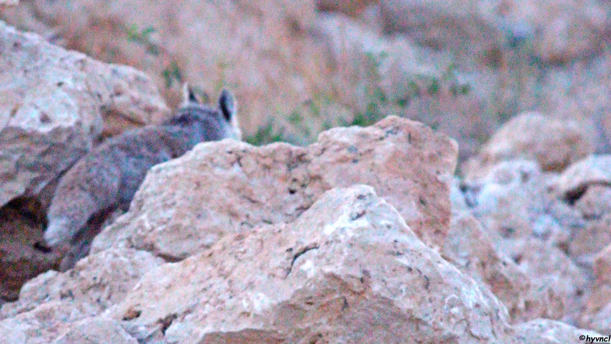 Red Fox - ML637635855