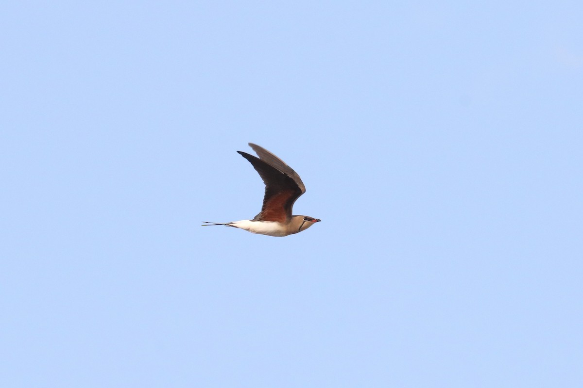 Collared Pratincole - ML637635866