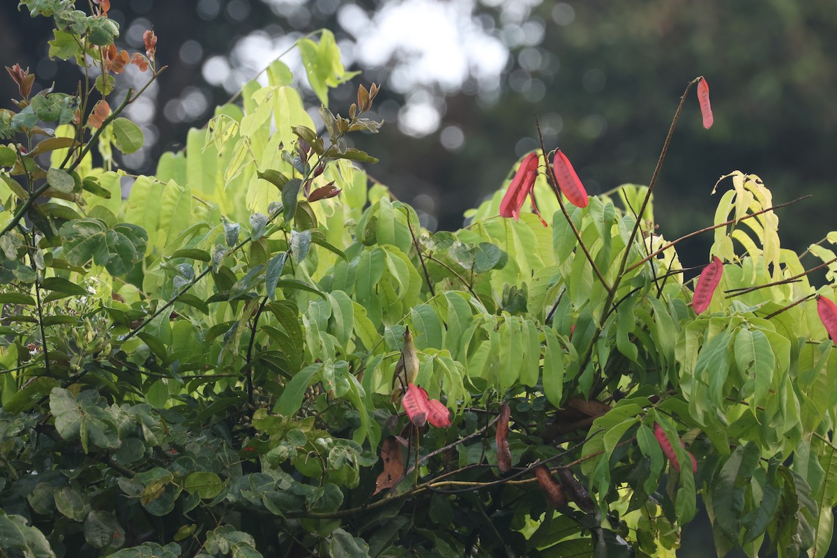Yellow-eared Spiderhunter - ML637635880