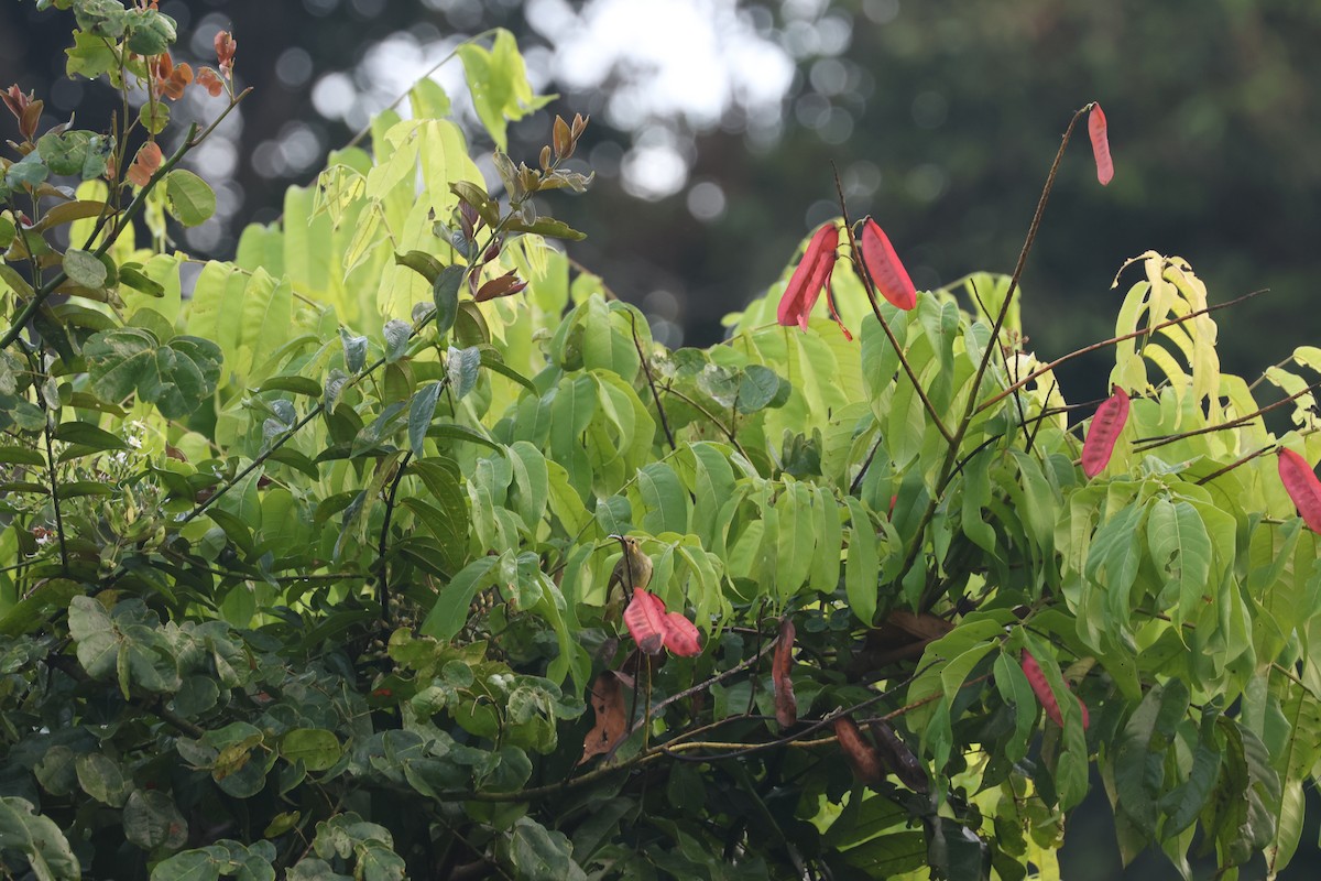 Yellow-eared Spiderhunter - ML637635881