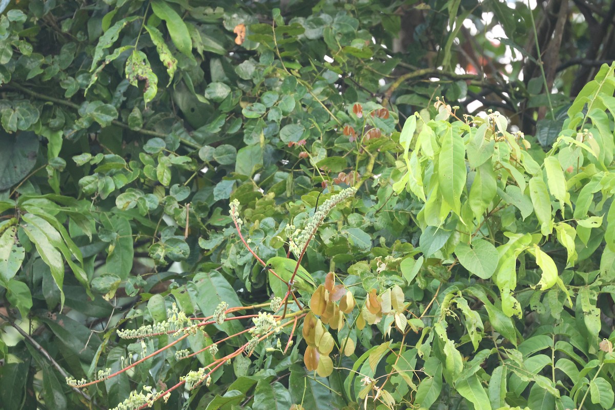 Greater Green Leafbird - ML637635913