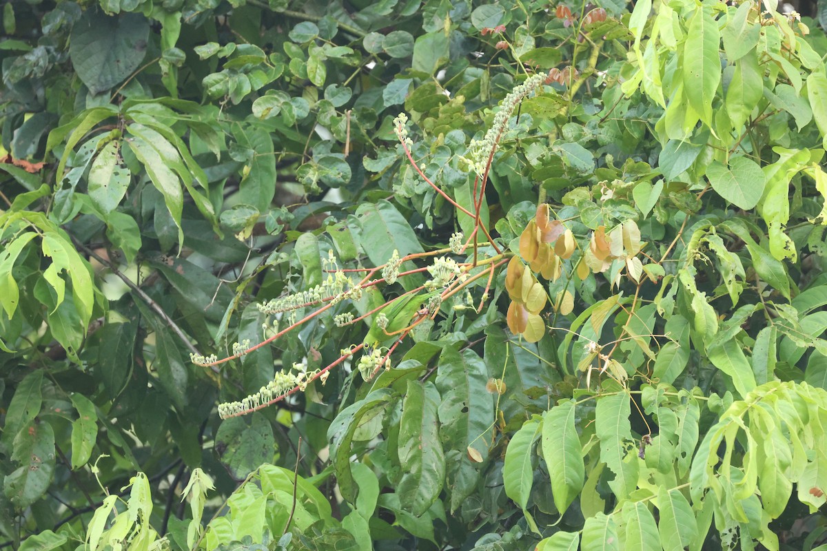 Greater Green Leafbird - ML637635914