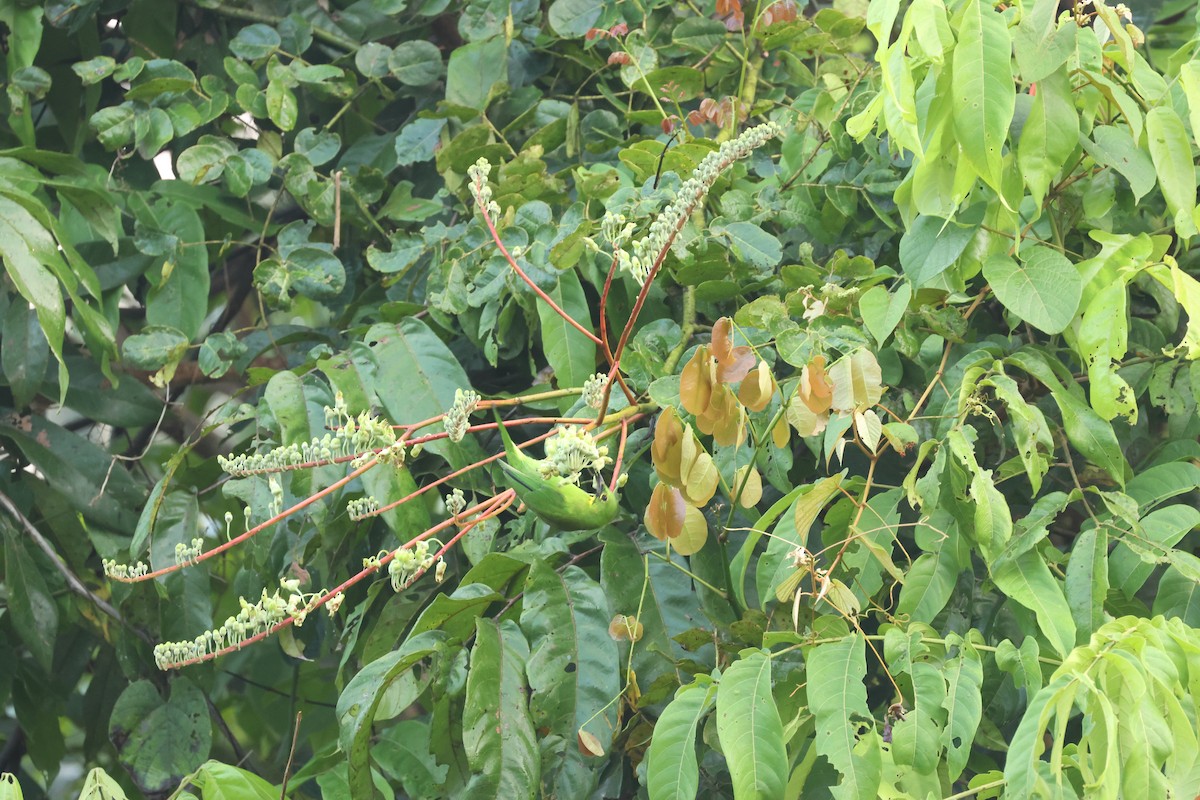 Greater Green Leafbird - ML637635915