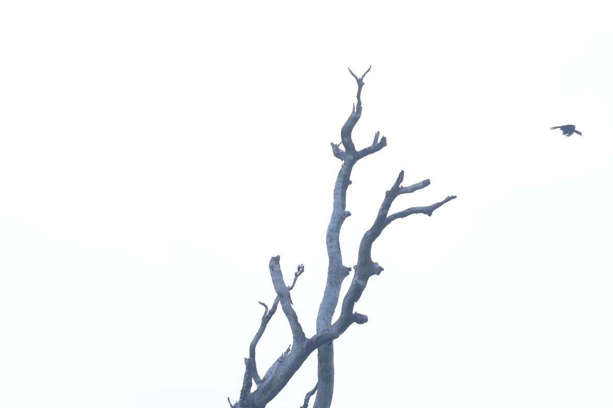 White-fronted Falconet - ML637635929