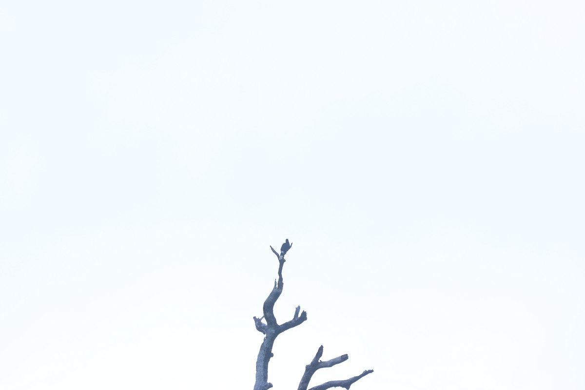 White-fronted Falconet - ML637635930