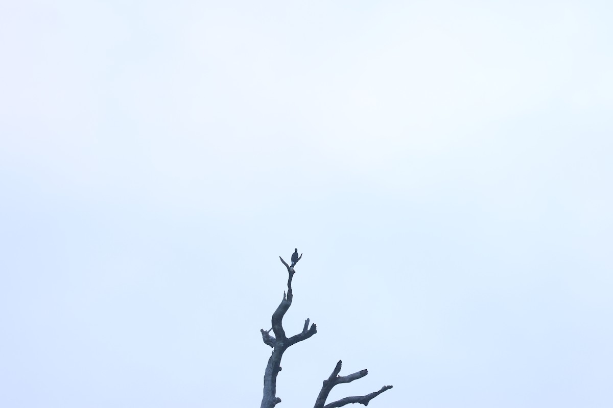 Black Hornbill - ML637635937