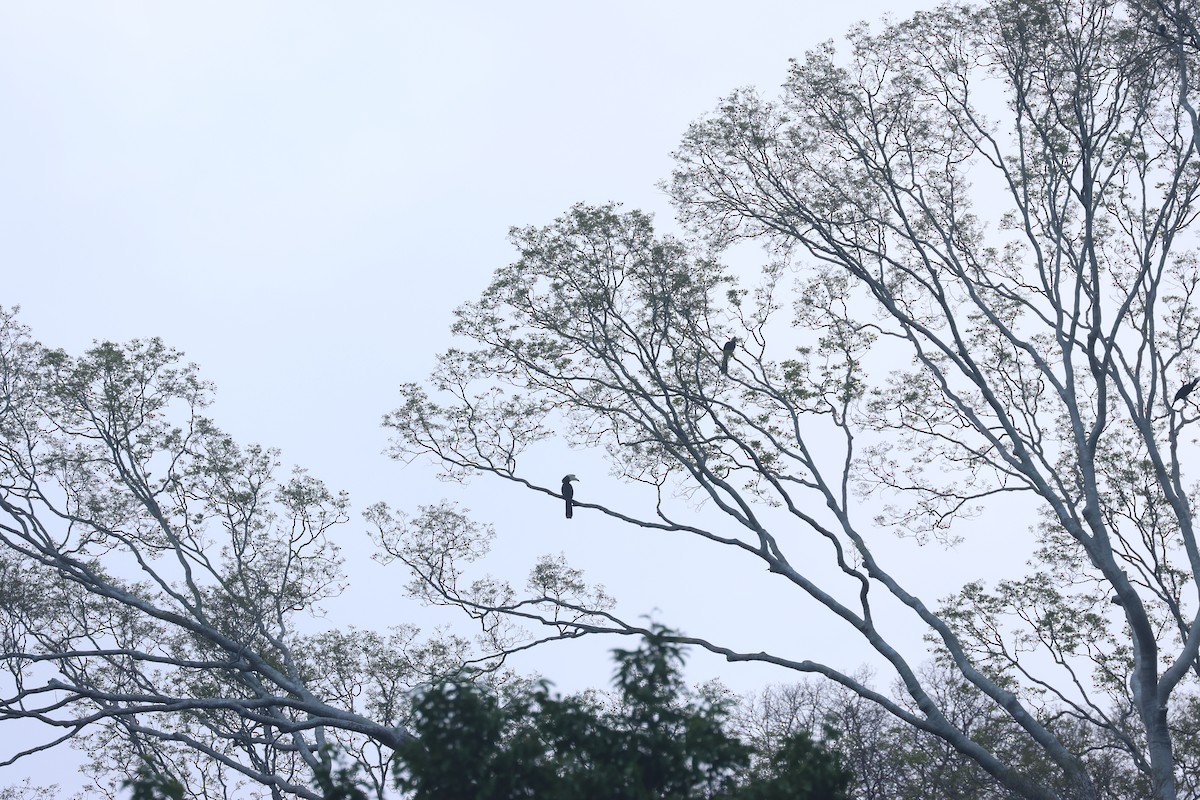 Black Hornbill - ML637635939