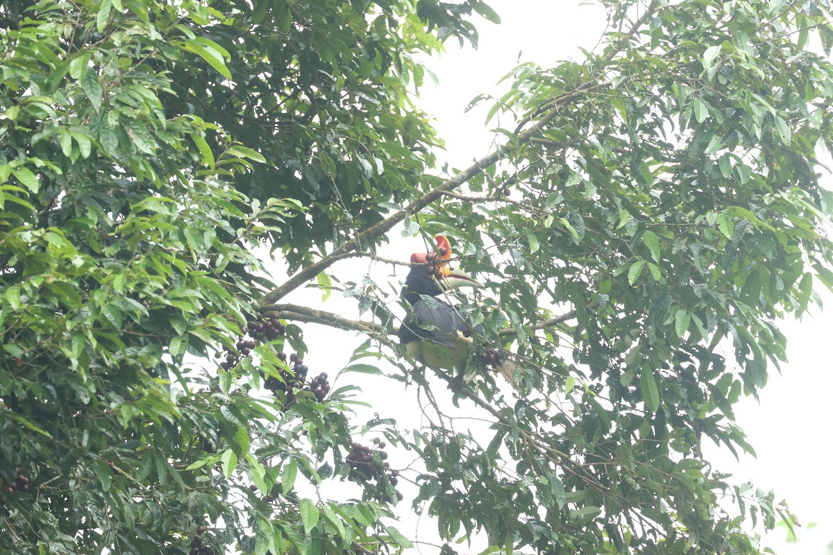 Rhinoceros Hornbill - ML637635946