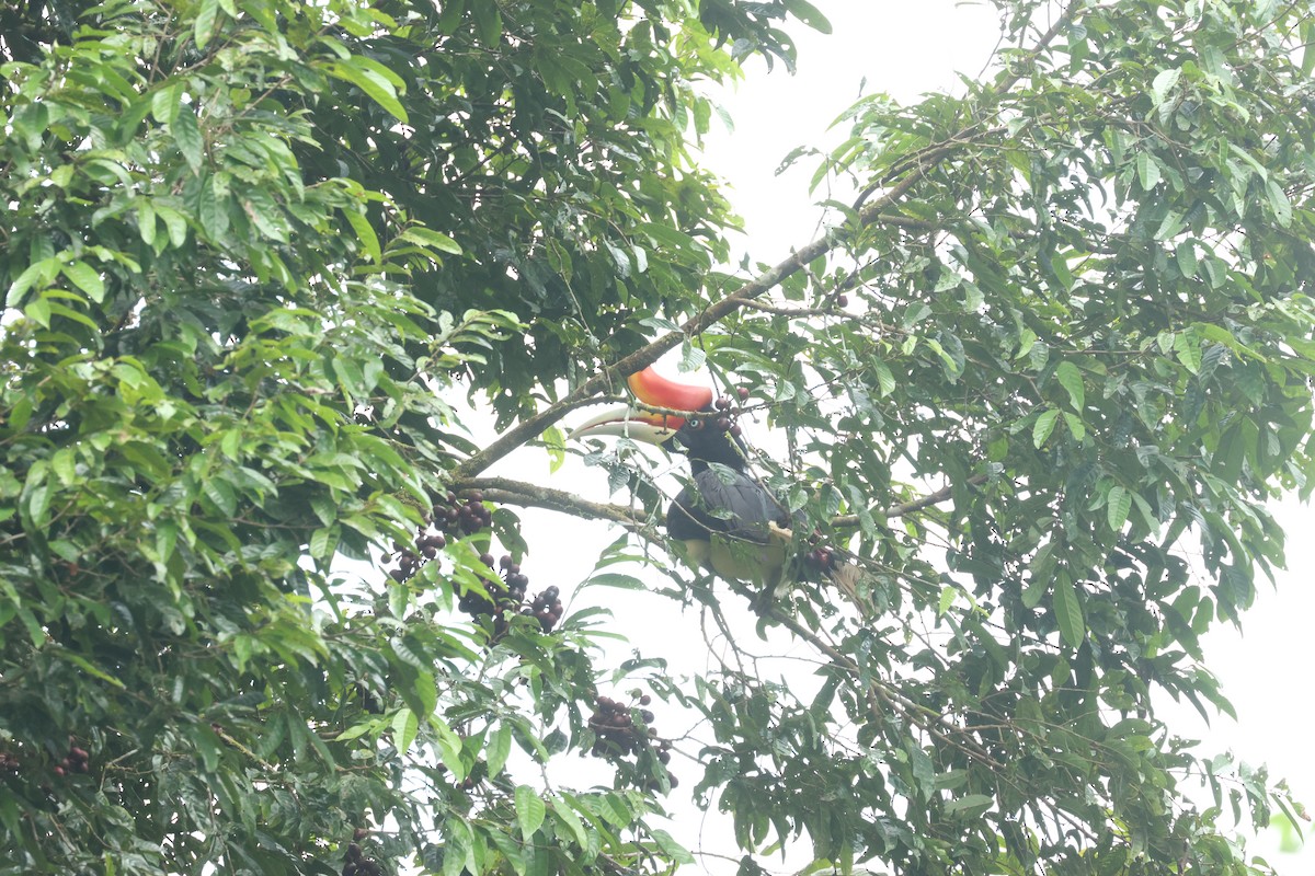 Rhinoceros Hornbill - ML637635947