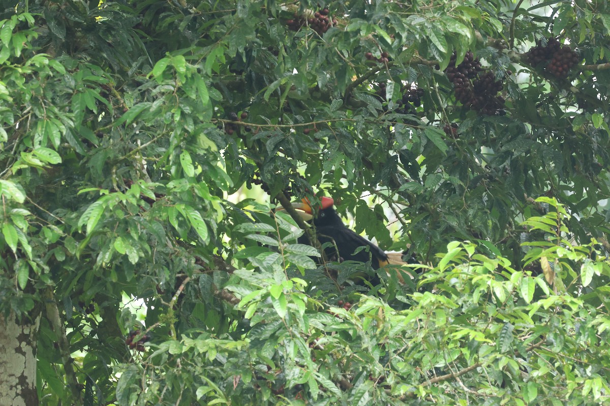 Rhinoceros Hornbill - ML637635948