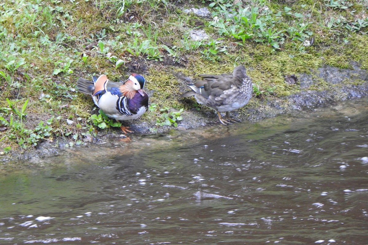 Mandarin Duck - ML637635975