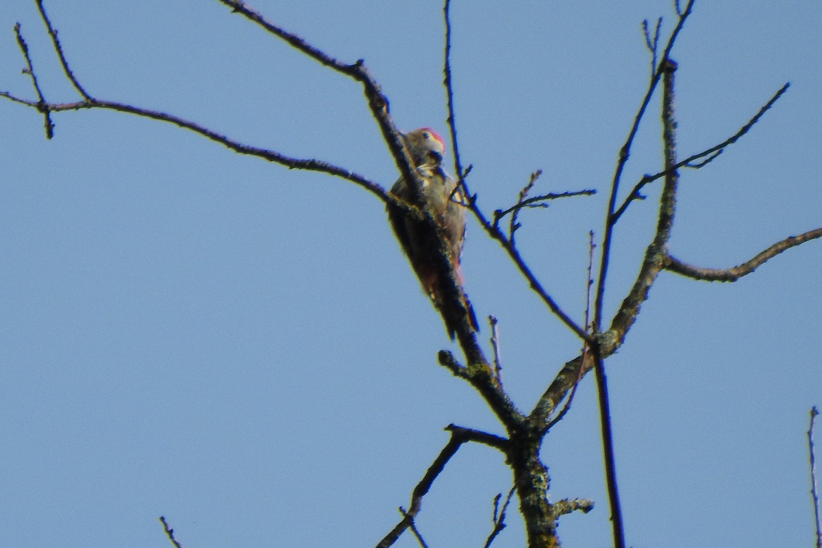 Middle Spotted Woodpecker - ML637635976