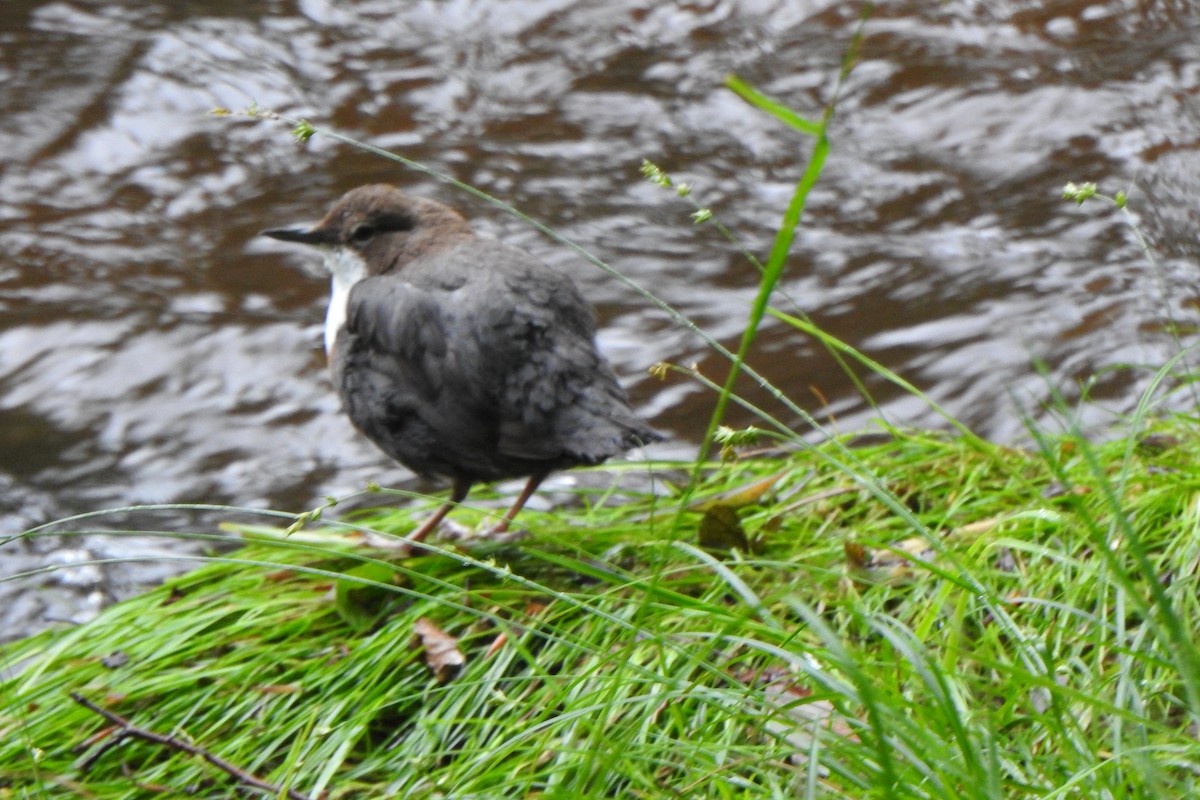 White-throated Dipper - ML637635981