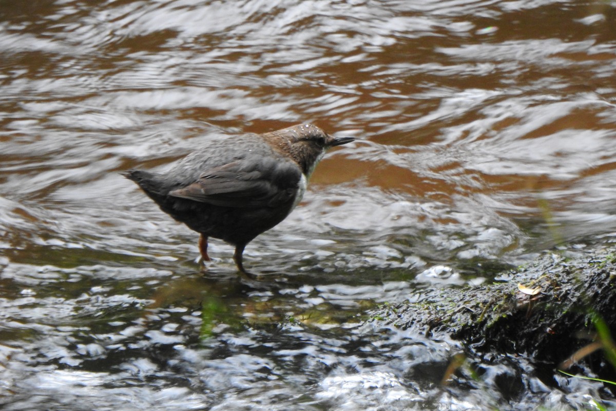 White-throated Dipper - ML637635982