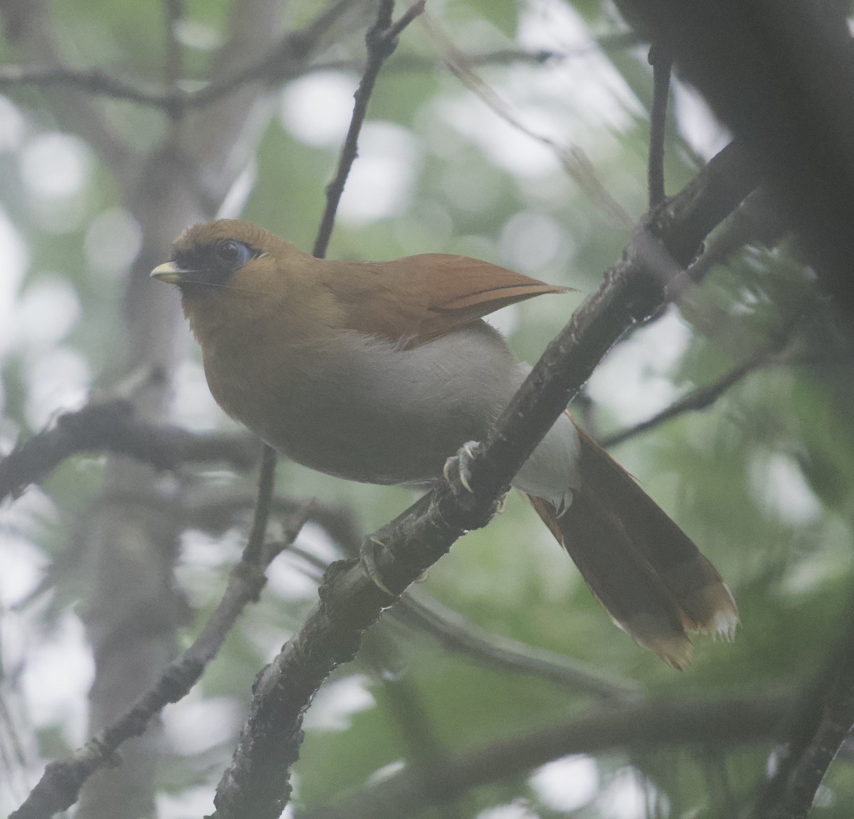 Buffy Laughingthrush - ML637635991