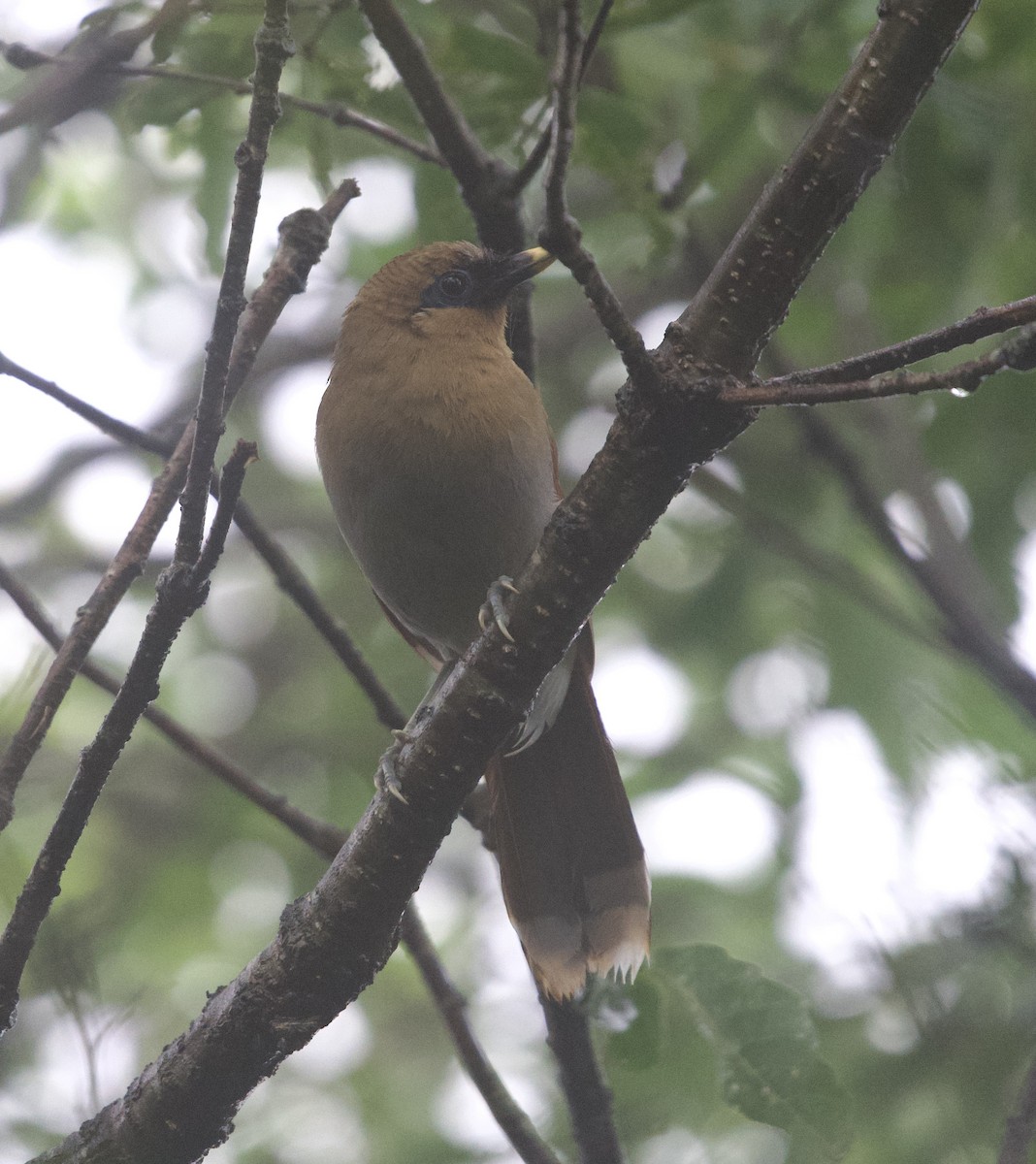 Buffy Laughingthrush - ML637635992