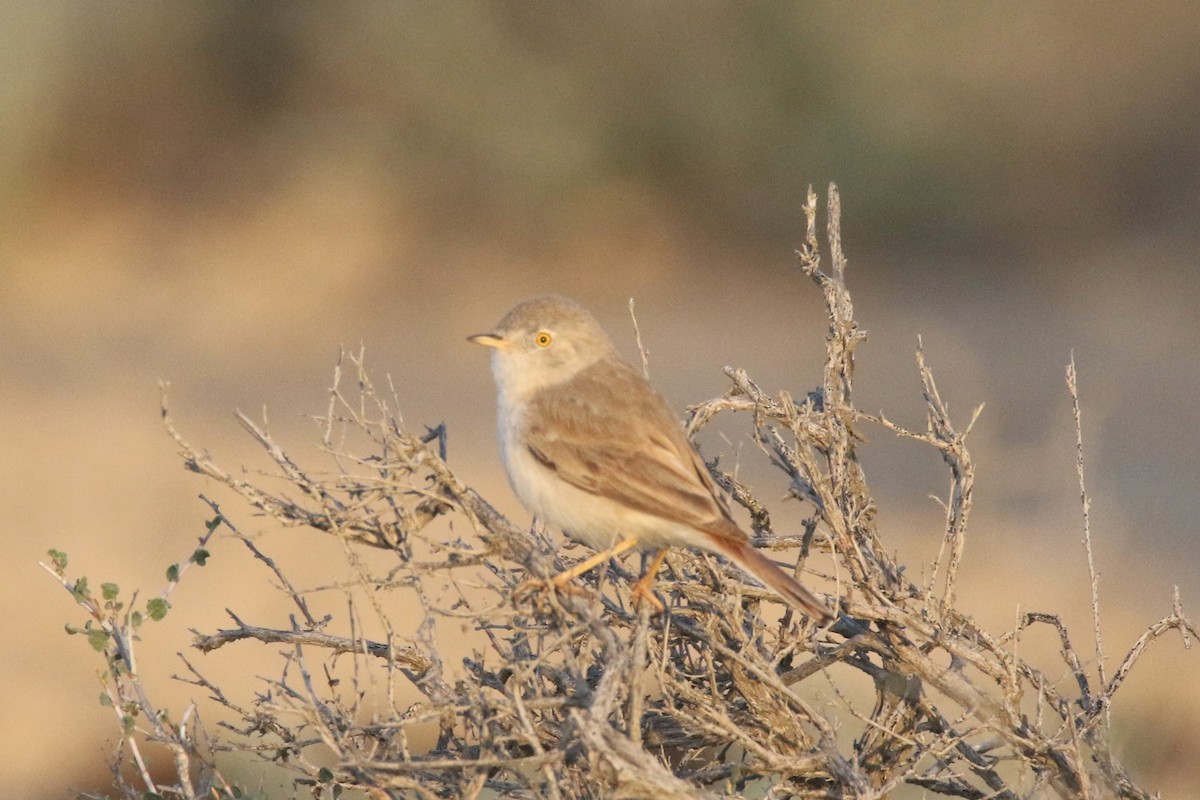 Asian Desert Warbler - ML637636059