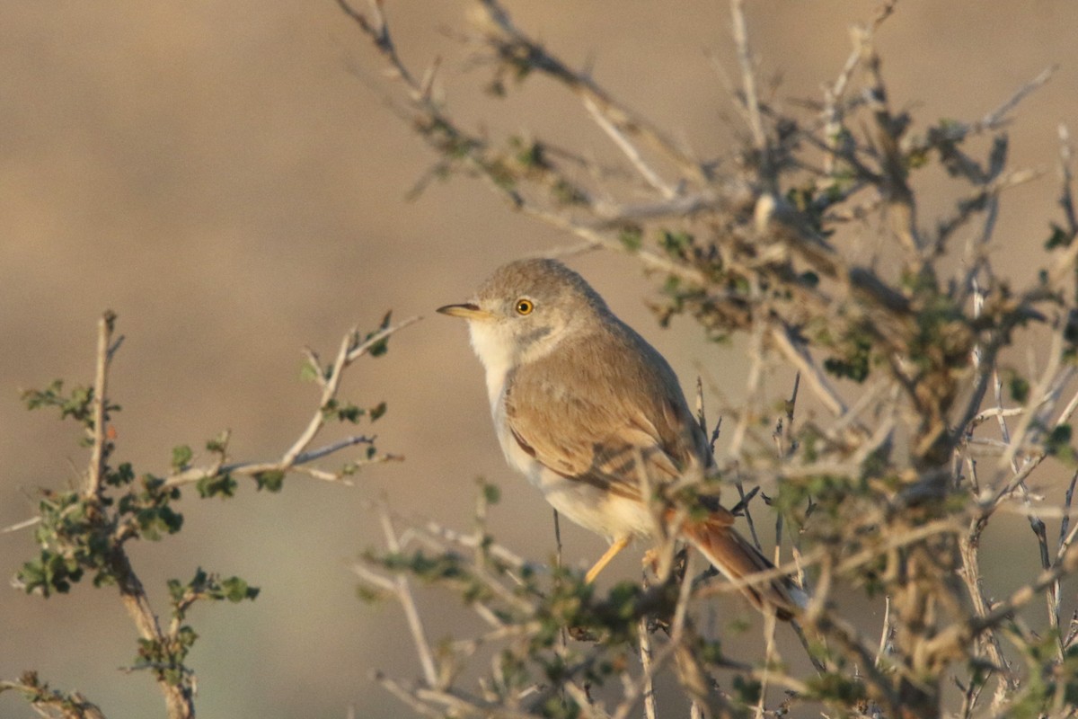 Asian Desert Warbler - ML637636061